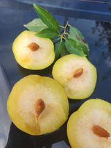 팜모닝 자두·병해충상담 게시글 이미지