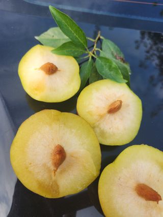 자두향기(박갑준)님의 자두 · 병해충상담 작성글 사진