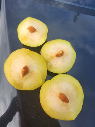 자두향기(박갑준)님의 자두 · 병해충상담 작성글 사진