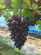 팜모닝 포도·자유게시판 게시글 이미지