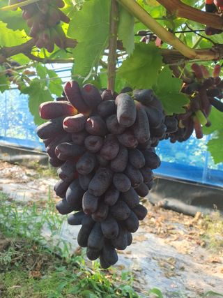 최지훈님의 포도 · 자유게시판 작성글 사진