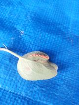 팜모닝 사과·병해충상담 게시글 이미지