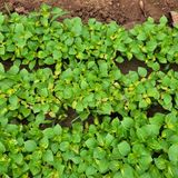 팜모닝 들깨·병해충상담 게시글 이미지