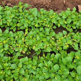 슥성초보농부님의 들깨 · 병해충상담 작성글 사진