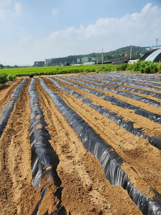 파더곰님의 콩 · 영농일지 작성글 사진