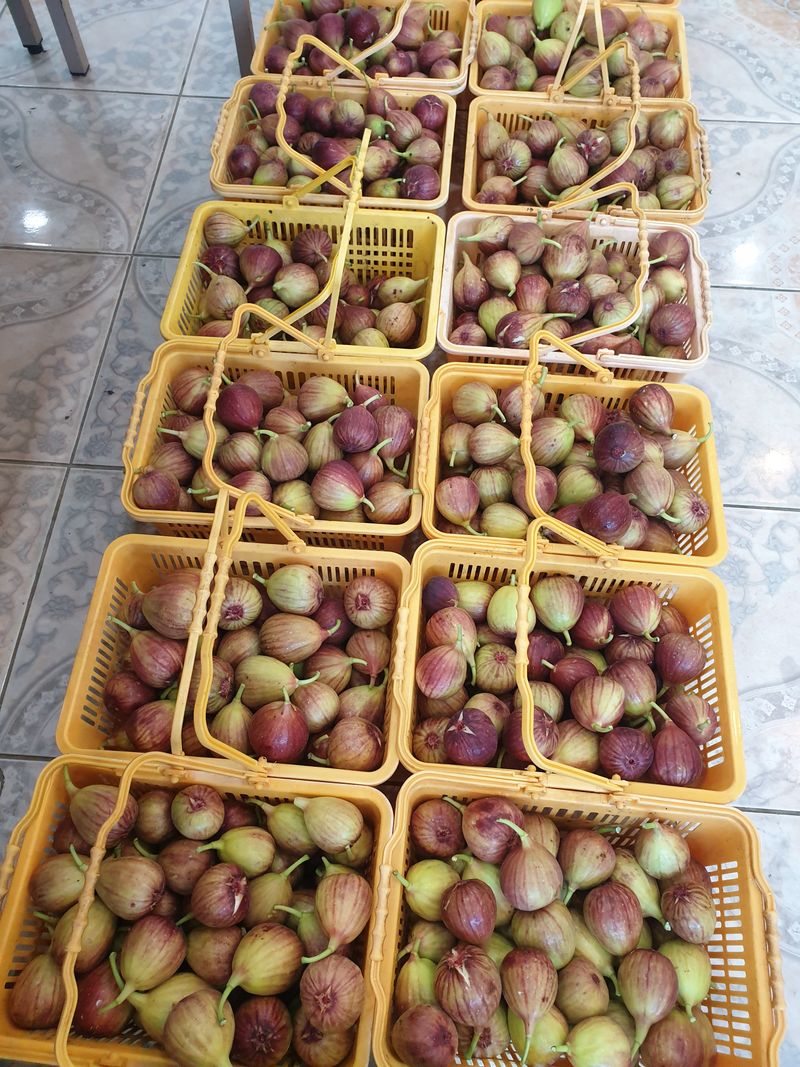 오왕건님의 장터 판매 상품 [꿀 무화과1k~1.2k(내외)] 첨부 사진