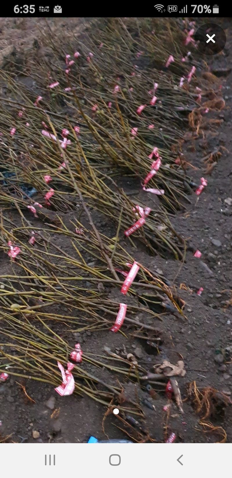 오아성님의 장터 판매 상품 [꿀 냉동무화과1k(1박스) ♧홍무화과 묘목판매] 첨부 사진