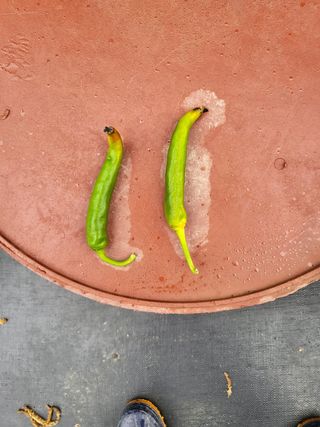 임무현님의 고추 · 병해충상담 작성글 사진