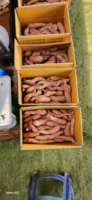 벽창호(죽동농부)님의 고구마 · 자유게시판 작성글 사진