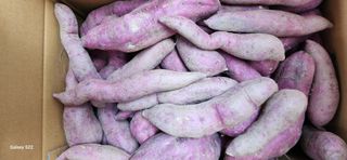 벽창호(죽동농부)님의 고구마 · 자유게시판 작성글 사진