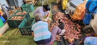 벽창호(죽동농부)님의 고구마 · 자유게시판 작성글 사진