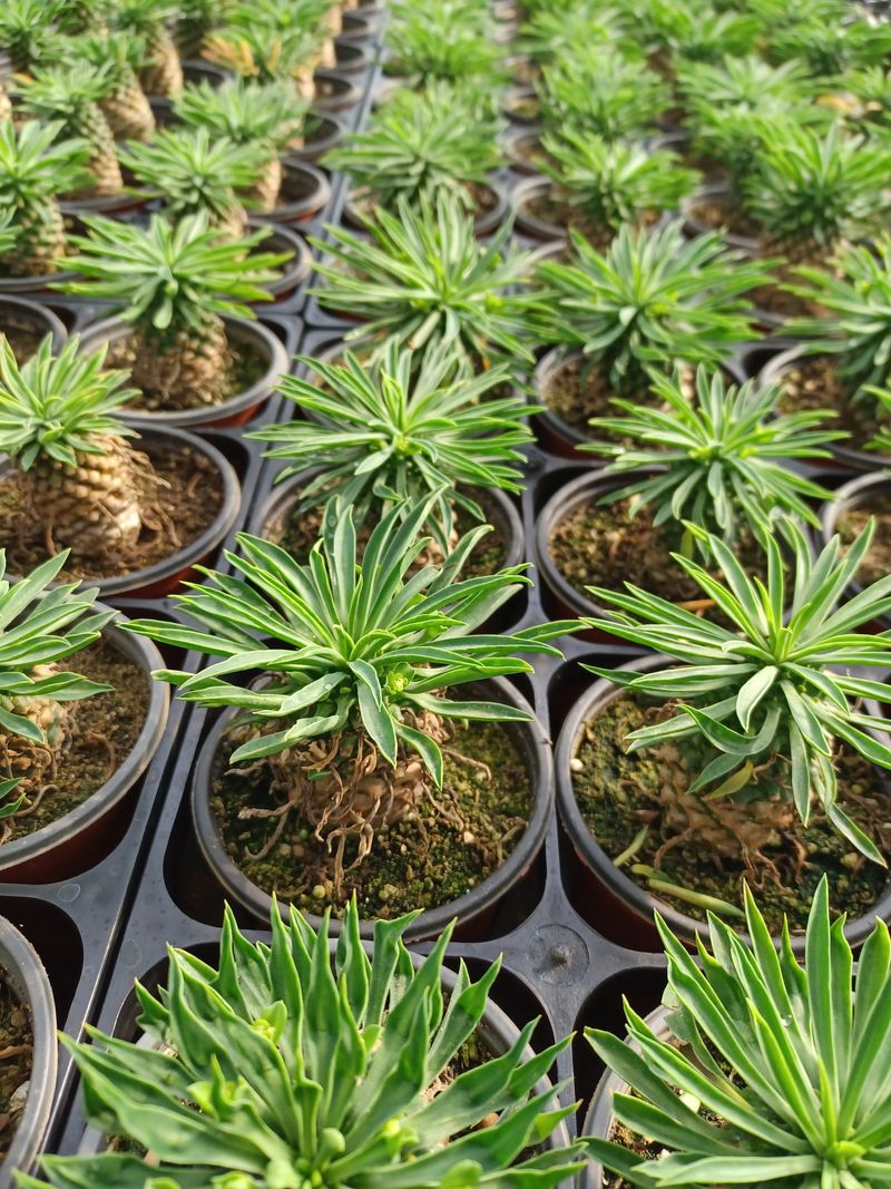 장터 상품 [귀마옥 9cm 3.000원] 썸네일