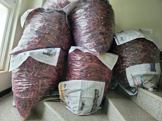 야목님의 고추 · 수확 작성글 사진