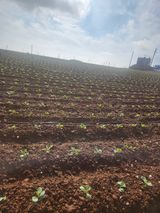 팜모닝 양배추·자유게시판 게시글 이미지