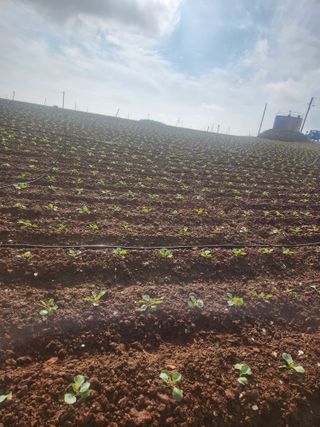 무안최향숙님의 양배추 · 자유게시판 작성글 사진