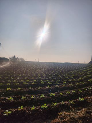 무안최향숙님의 양배추 · 자유게시판 작성글 사진