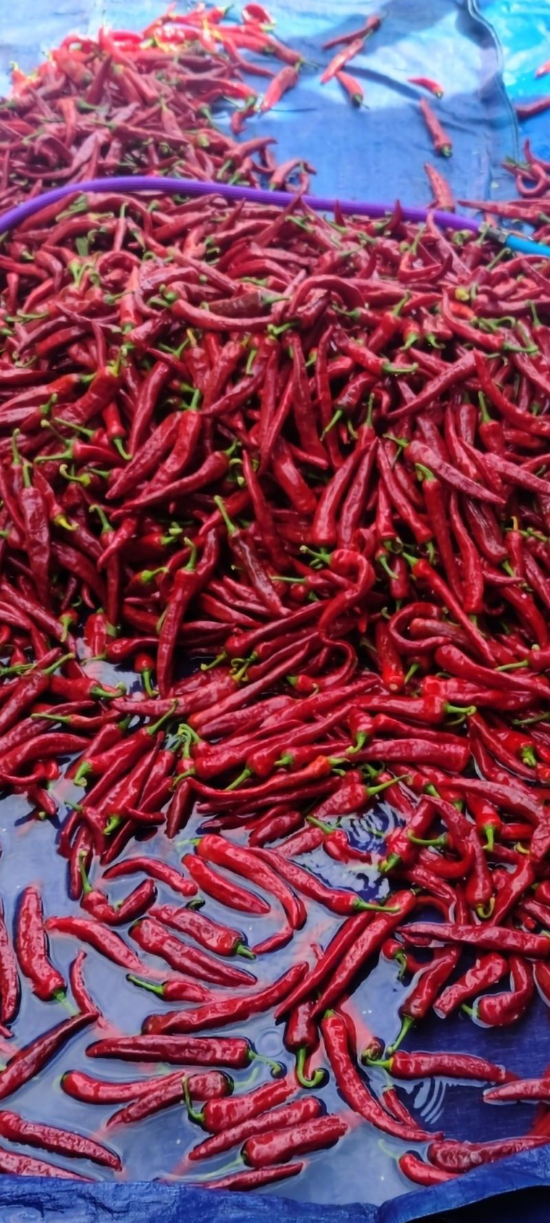 장터 상품 [상품명: 완전승리고추(건고추)] 썸네일