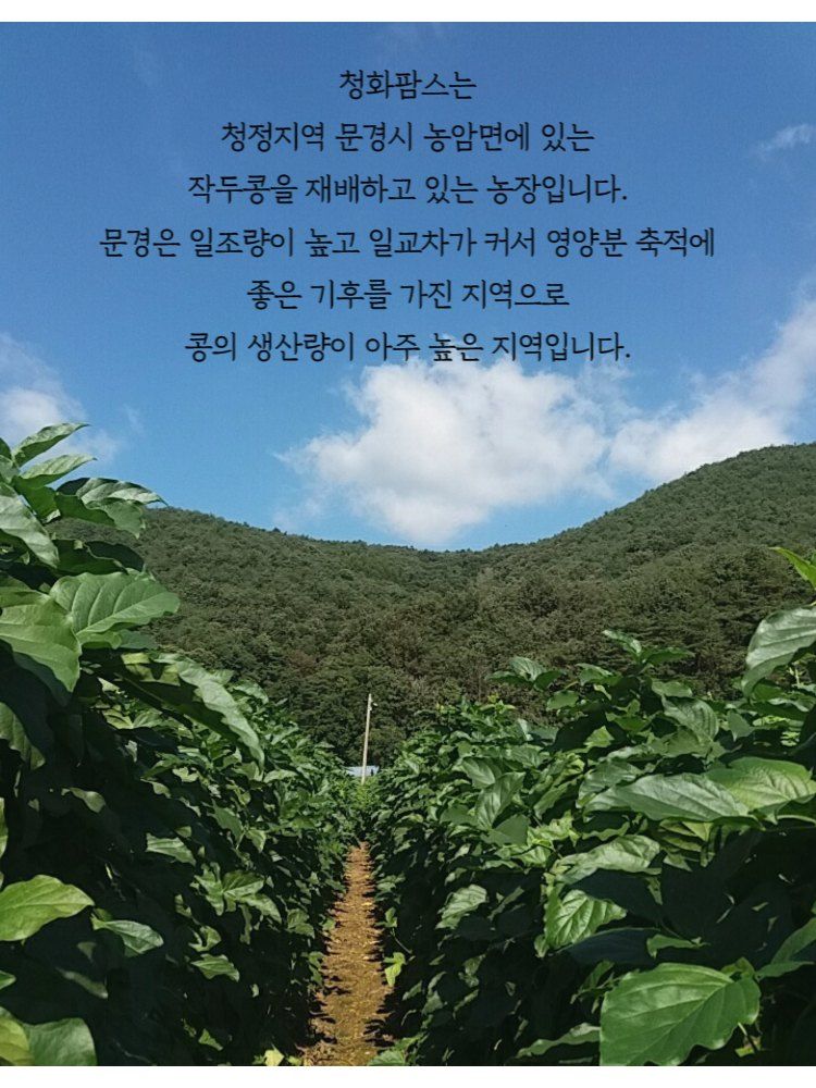 청화팜스님의 장터 판매 상품 [청화팜스 작두콩차 100g X 2 국산] 첨부 사진