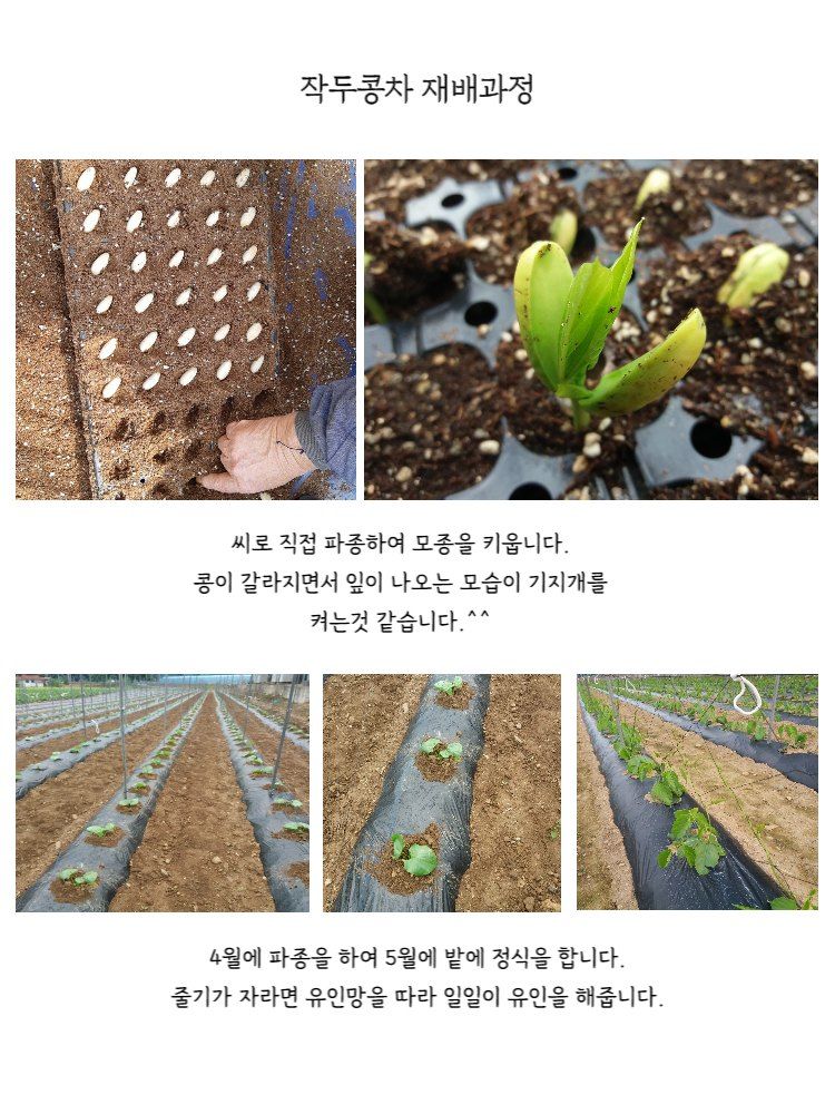 청화팜스님의 장터 판매 상품 [청화팜스 작두콩차 100g X 2 국산] 첨부 사진