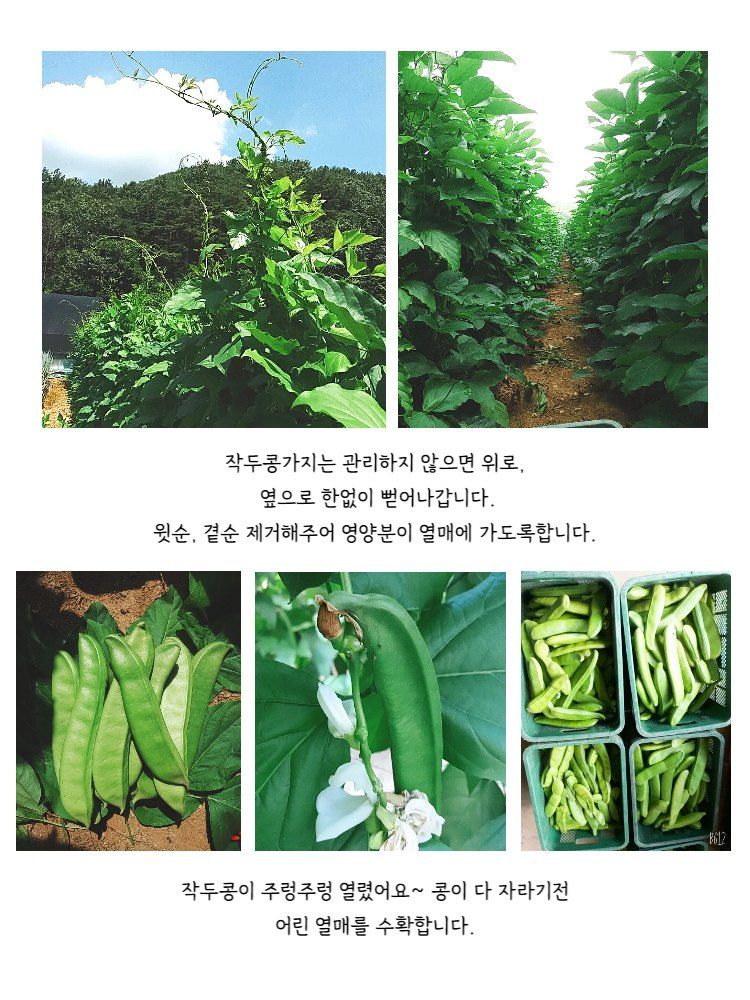 청화팜스님의 장터 판매 상품 [청화팜스 작두콩차 100g X 2 국산] 첨부 사진