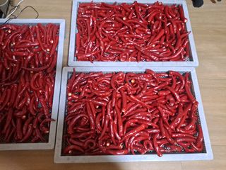 여주갑돌이님의 고추 · 영농일지 작성글 사진