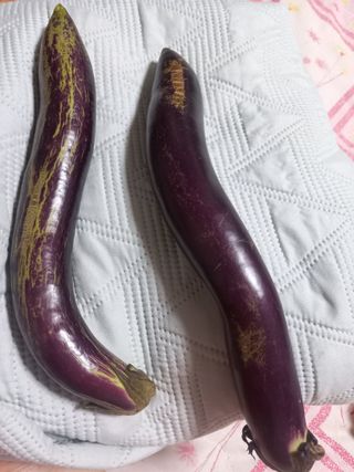 28128님의 기타작물 · 병해충상담 작성글 사진