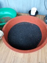 팜모닝 참깨·자유게시판 게시글 이미지