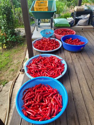 동해리님의 고추 · 일상 작성글 사진