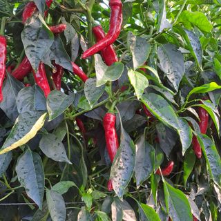 알 수 없음님의 고추 · 품종•종자 작성글 사진