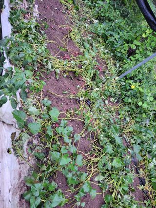 이영철님의 고구마 · 자유게시판 작성글 사진