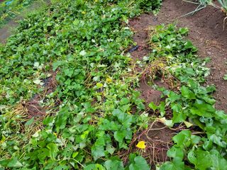 이영철님의 고구마 · 자유게시판 작성글 사진