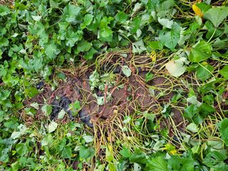 이영철님의 고구마 · 자유게시판 작성글 사진