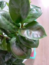 팜모닝 기타작물·병해충상담 게시글 이미지