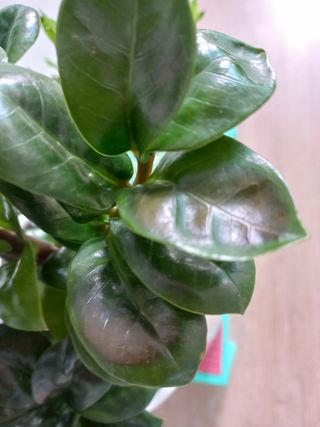 임재창님의 기타작물 · 병해충상담 작성글 사진