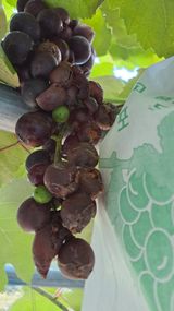 팜모닝 포도·병해충상담 게시글 이미지