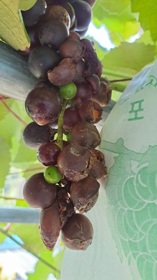 소농인님의 포도 · 병해충상담 작성글 사진