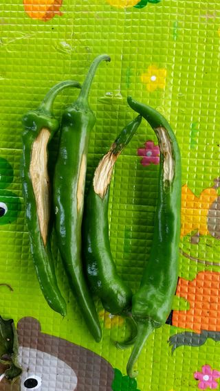 초보귀농자님의 고추 · 병해충상담 작성글 사진