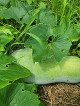 팜모닝 호박·자유게시판 게시글 이미지