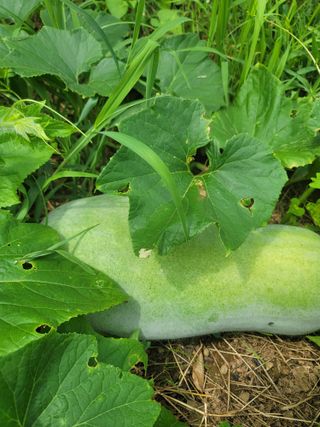 황창옥님의 호박 · 자유게시판 작성글 사진