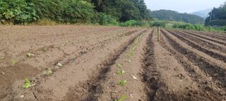 노고산농부님의 배추 · 일상 작성글 사진