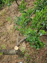 팜모닝 농기계정보·자유게시판 게시글 이미지