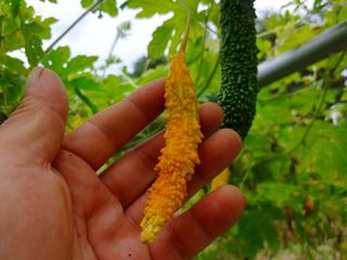 공정수님의 기타작물 · 병해충상담 작성글 사진