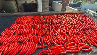 불룡님의 고추 · 수확 작성글 사진