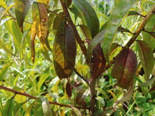 이수혁님의 복숭아 · 병해충상담 작성글 사진