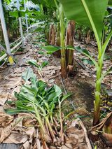 팜모닝 기타작물·영농일지 게시글 이미지