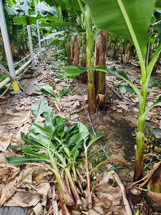 정기영님의 기타작물 · 영농일지 작성글 사진