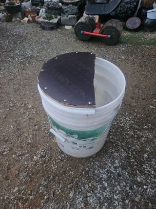 에덴농원나장미입니다님의 고추 · 일상 작성글 사진