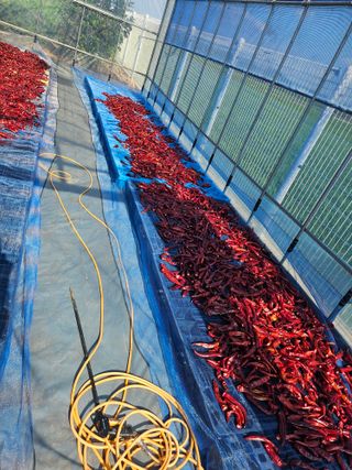 에덴농원나장미입니다님의 고추 · 일상 작성글 사진