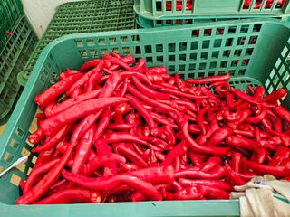 에덴농원나장미입니다님의 고추 · 일상 작성글 사진