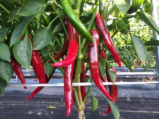 박찬규님의 나의 농사 필수품 소개하기 · 참여글 작성글 사진